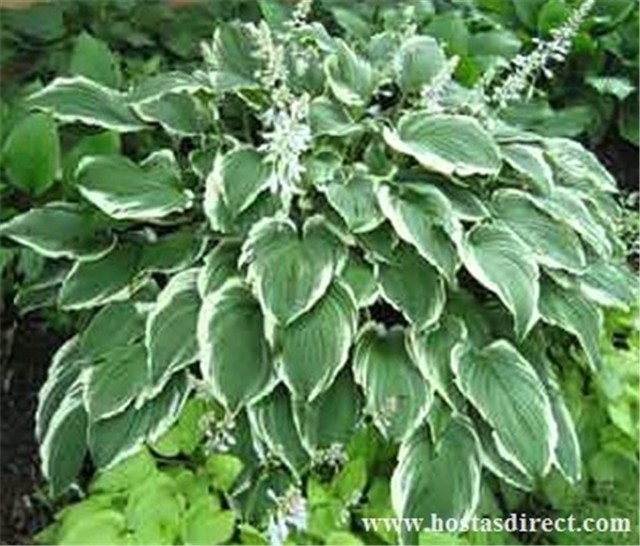 hostta